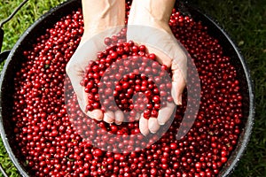 Fresh Picked Alaska Cranberries photo