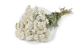Fresh picked bouquet of white Common yarrow flowers