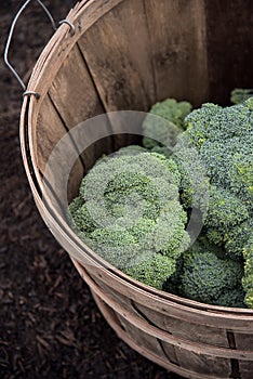 Fresh picked broccoli in a basket