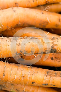 Fresh picked carrots close up backgrounds