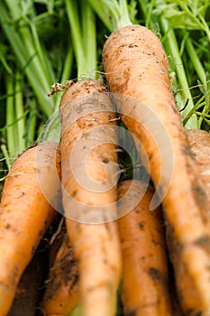 Fresh picked carrots close up backgrounds