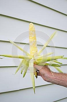 Fresh Picked Corn From The Garden