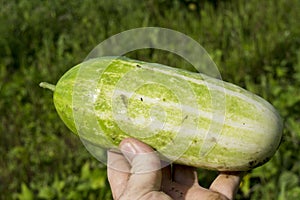 Fresh Picked Cucumber