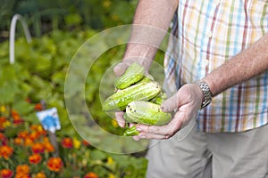 Fresh picked cucumbers