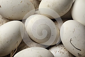 Fresh picked goose eggs full frame close up