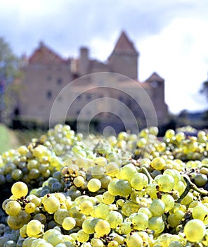 Fresh picked grapes near the vineyard of Castle de Mille