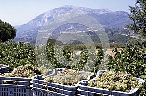 Fresh picked grapes in small boxes