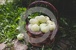 Fresh picked green apples in wooden basket outdoors
