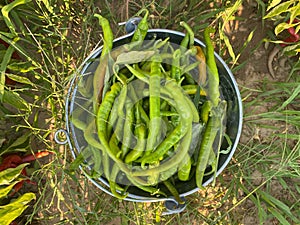 Fresh picked green pepper in basket