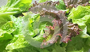 Fresh picked green and red lettuce