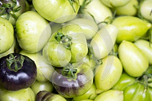 Fresh picked green tomatoes