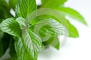 Fresh Picked Herbs on White