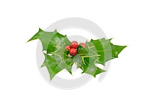 Fresh picked holly isolated