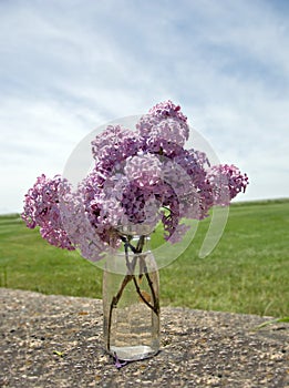 Fresh Picked Lilacs in a Bottle