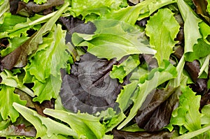 Fresh picked loose leaf lettuce, pluck lettuce, close-up from above photo