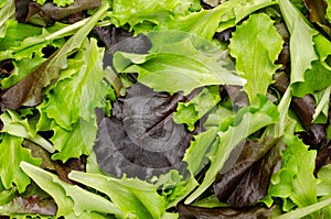 Fresh picked loose leaf lettuce, pluck lettuce, close-up from above