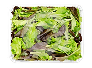 Fresh picked loose leaf lettuce, pluck lettuce in a plastic container, from above