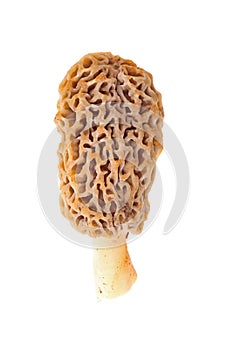 Fresh-picked morel mushroom isolated against white