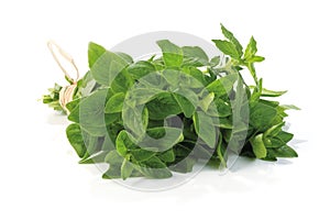 Fresh-picked oregano