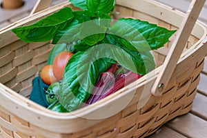 Fresh picked organic garden vegetables and herbs, tomatoes, okra and basil in a wood basket, healthy living.