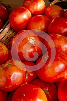 Fresh picked organic red tomatoes