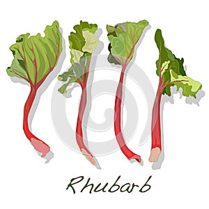 Fresh picked organic rhubarb