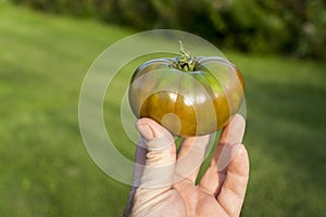 Fresh Picked Organic Heirloom Tomato In Sunlight