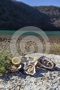 Fresh picked oysters and organic lemon and mediterranean herbs