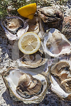 Fresh picked oysters and organic lemon and mediterranean herbs photo