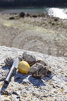 Fresh picked oysters on sea coast photo