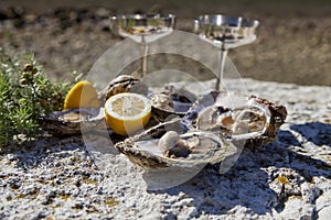 Fresh picked oysters on sea coast with silver glasses photo