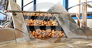 Fresh picked Potatoes are moving on conveyor belts in the cleaning, sorting, and packing process at a packaging factory.