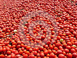Fresh picked pre washed Tomatoes background image.