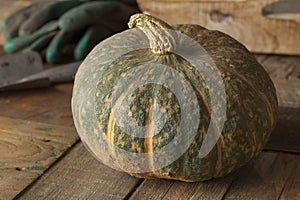 Fresh picked pumpkin Courge Delica Moretti