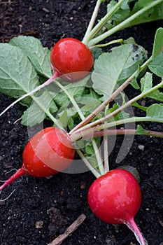 Fresh-Picked Radishes