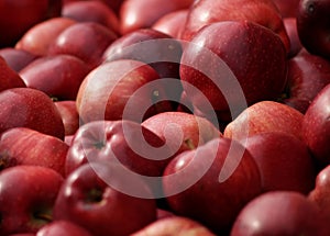 Fresh picked red delicious apples
