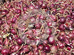 Fresh picked Red Onions in a field.