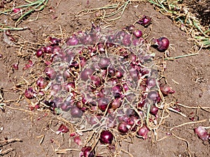 Fresh picked Red Onions in a field.