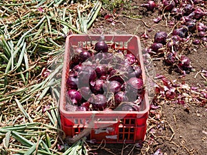 Fresh picked Red Onions in a field.