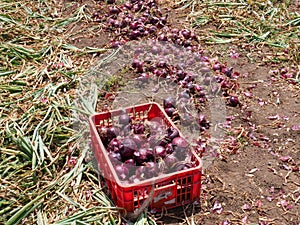 Fresh picked Red Onions in a field.