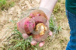 Fresh picked red potatoesfrom the field