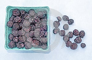 fresh picked Summer Black raspberries