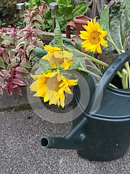 Fresh picked sunflowers in watering can