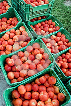 Fresh picked tomatoes from organic and domestic breeding ready for sale