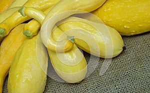 Fresh Picked Yellow Squash photo