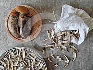 Fresh pickers on a wooden plank, near dried mushrooms on a dryer and in a cloth bag