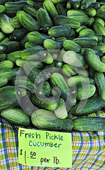 Fresh Pickle Cucumbers
