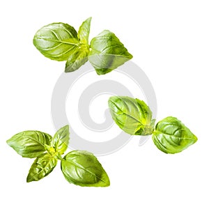 Fresh pieces of basil