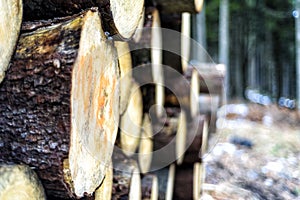 Pieces of wood after cutting