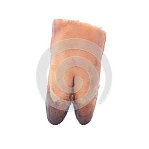 Fresh pig trotter on white background